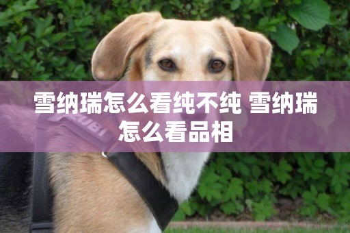 雪納瑞怎么看純不純 雪納瑞怎么看品相
