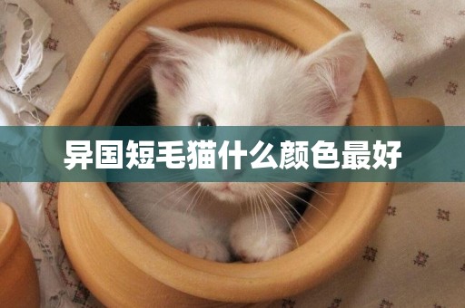異國短毛貓什么顏色最好