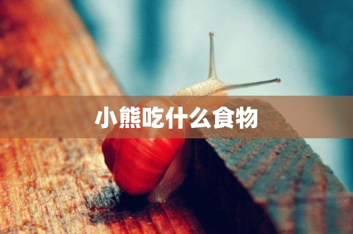 小熊吃什么食物