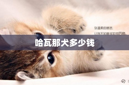 哈瓦那犬多少錢