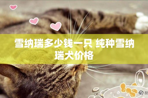 雪納瑞多少錢一只 純種雪納瑞犬價格
