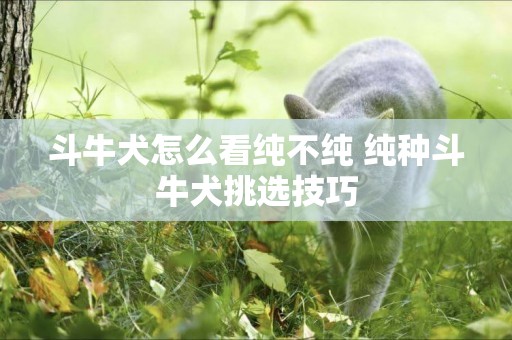 斗牛犬怎么看純不純 純種斗牛犬挑選技巧