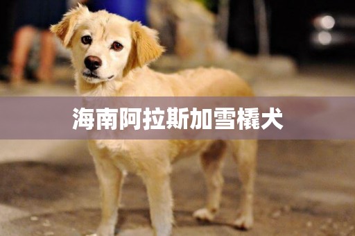 海南阿拉斯加雪橇犬