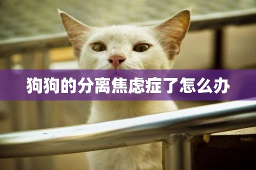 狗狗的分離焦慮癥了怎么辦