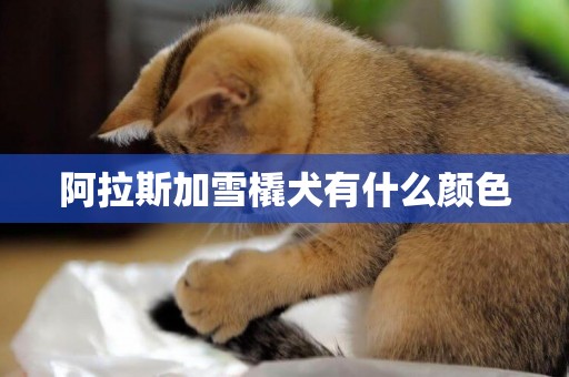 阿拉斯加雪橇犬有什么顏色