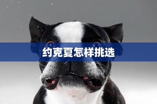 約克夏怎樣挑選