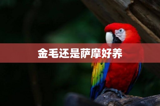 金毛還是薩摩好養
