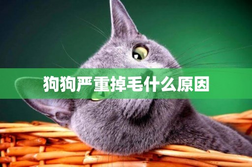 狗狗嚴重掉毛什么原因