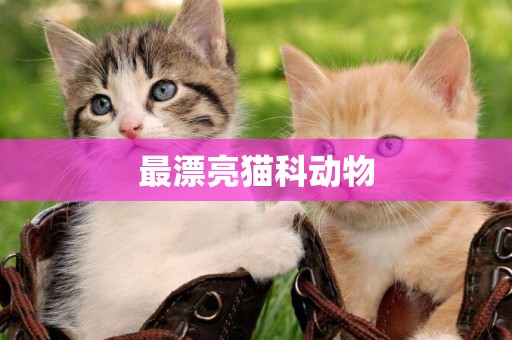 最漂亮貓科動物