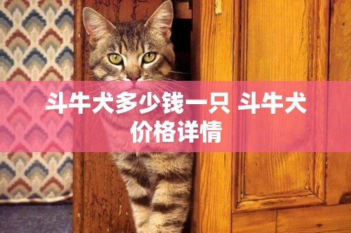 斗牛犬多少錢一只 斗牛犬價格詳情