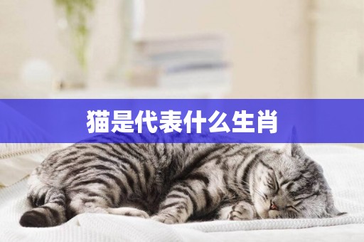 貓是代表什么生肖