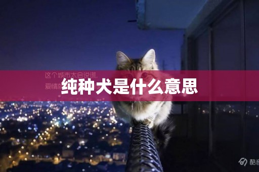 純種犬是什么意思