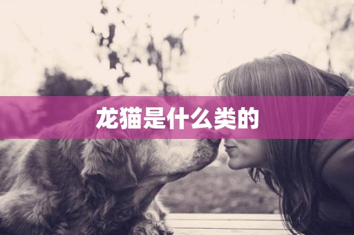 龍貓是什么類的