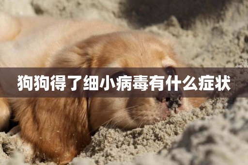 狗狗得了細小病毒有什么癥狀