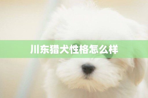 川東獵犬性格怎么樣