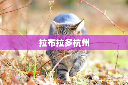 拉布拉多杭州