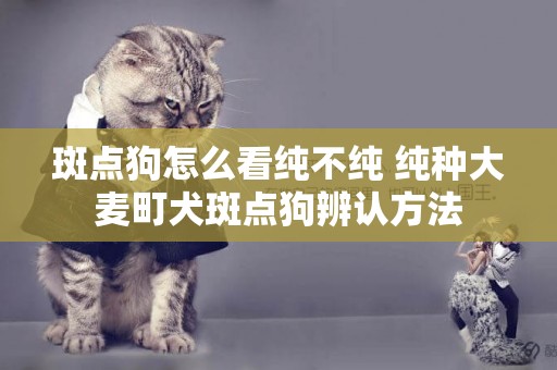斑點狗怎么看純不純 純種大麥町犬斑點狗辨認方法