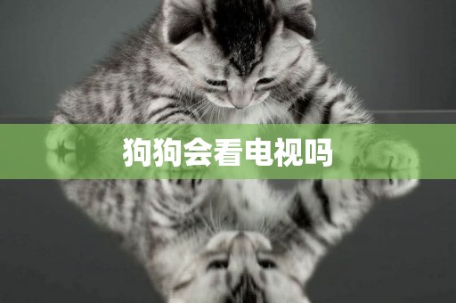 狗狗會看電視嗎