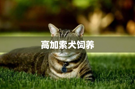 高加索犬飼養