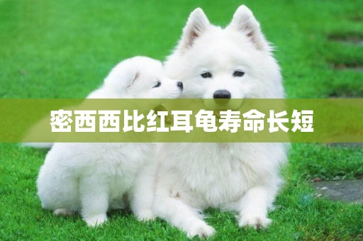 密西西比紅耳龜壽命長短