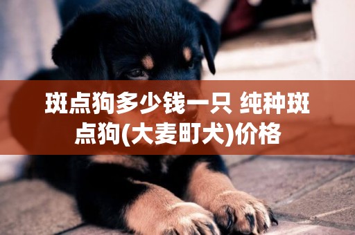 斑點狗多少錢一只 純種斑點狗(大麥町犬)價格