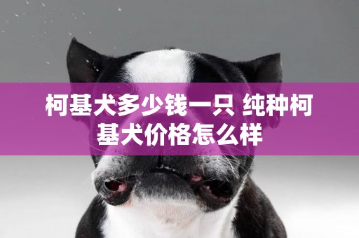 柯基犬多少錢一只 純種柯基犬價格怎么樣