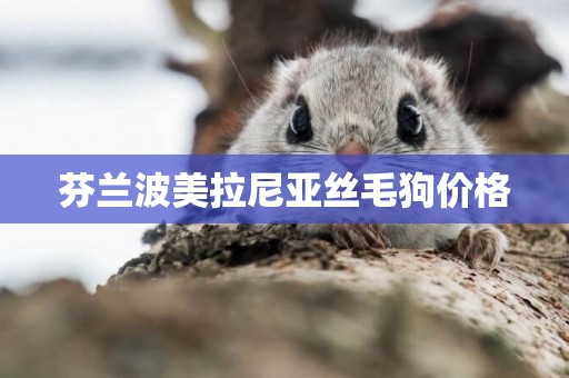 芬蘭波美拉尼亞絲毛狗價格