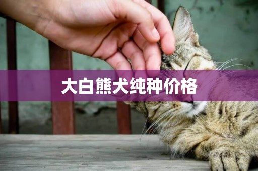 大白熊犬純種價格
