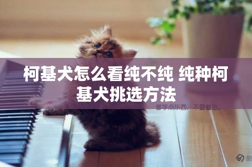 柯基犬怎么看純不純 純種柯基犬挑選方法