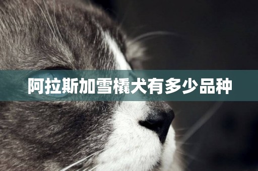 阿拉斯加雪橇犬有多少品種