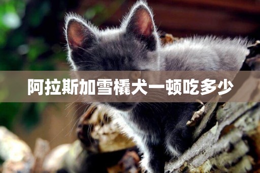 阿拉斯加雪橇犬一頓吃多少