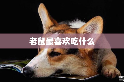 老鼠最喜歡吃什么