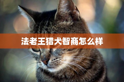 法老王獵犬智商怎么樣