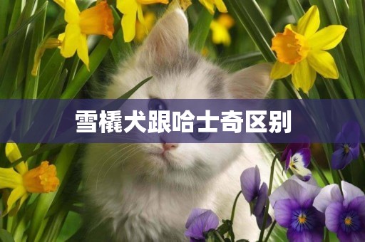 雪橇犬跟哈士奇區別