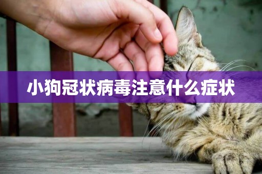 小狗冠狀病毒注意什么癥狀