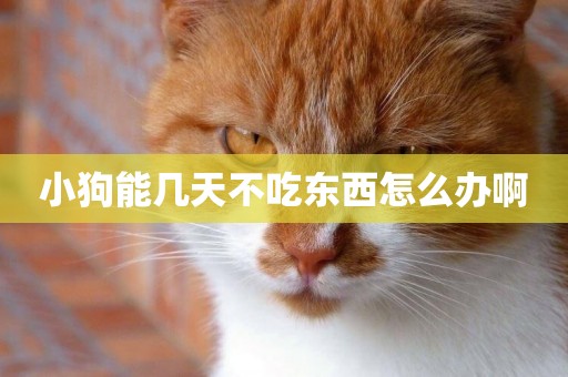 小狗能幾天不吃東西怎么辦啊