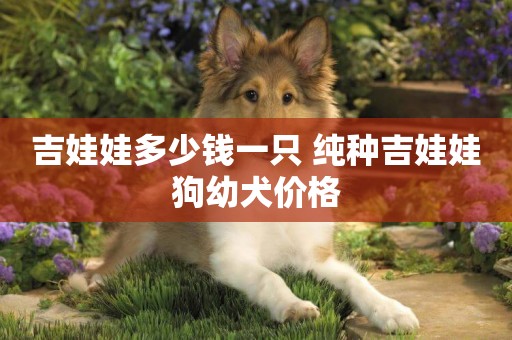 吉娃娃多少錢一只 純種吉娃娃狗幼犬價格
