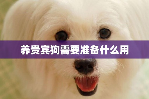 養貴賓狗需要準備什么用