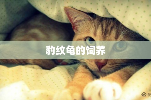 豹紋龜的飼養