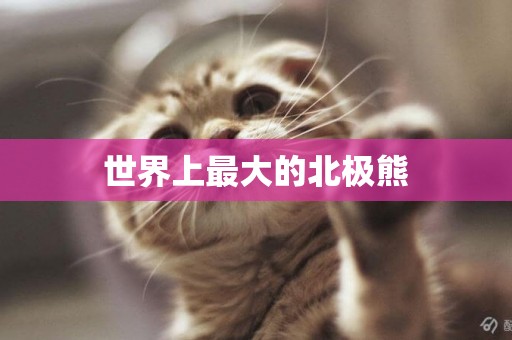 世界上最大的北極熊