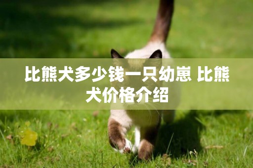 比熊犬多少錢一只幼崽 比熊犬價格介紹