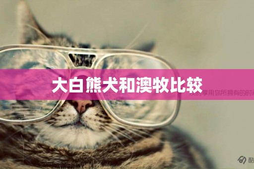 大白熊犬和澳牧比較