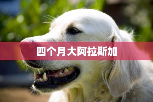 四個月大阿拉斯加