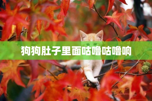 狗狗肚子里面咕嚕咕嚕響