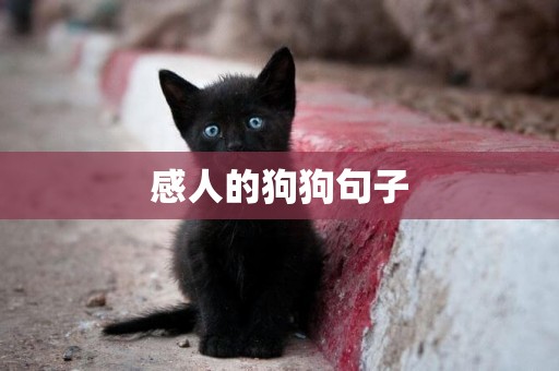 感人的狗狗句子