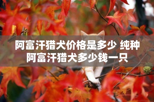 阿富汗獵犬價格是多少 純種阿富汗獵犬多少錢一只