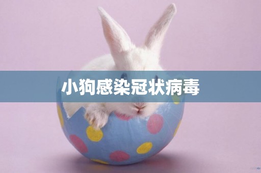 小狗感染冠狀病毒