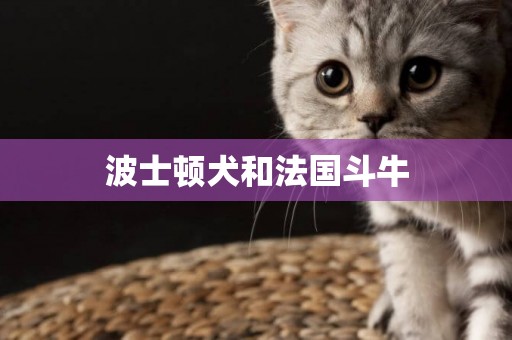 波士頓犬和法國斗牛