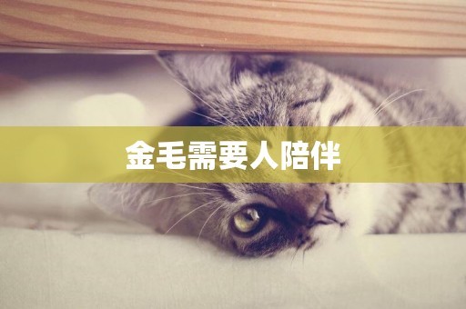 金毛需要人陪伴