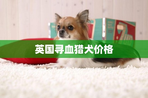 英國尋血獵犬價格